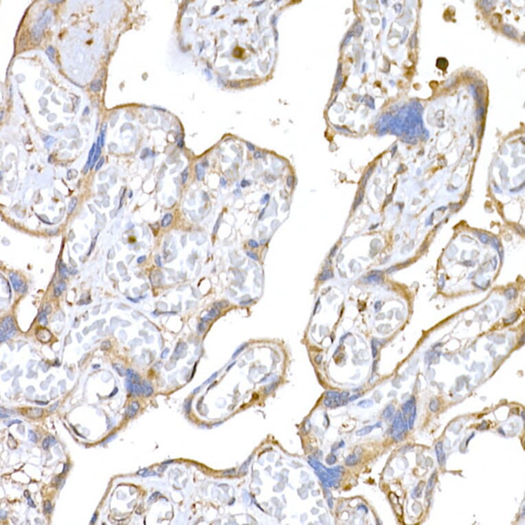Immunohistochemistry - Anti-MAGED1/NRAGE Antibody (A13138) - Antibodies.com