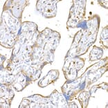 Immunohistochemistry - Anti-MAGED1/NRAGE Antibody (A13138) - Antibodies.com