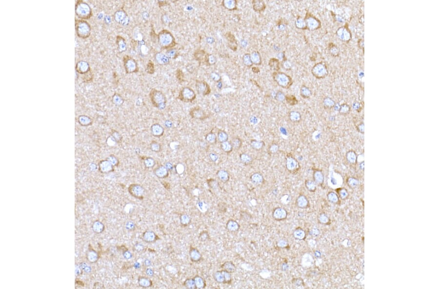 Immunohistochemistry - Anti-MAGED1/NRAGE Antibody (A13138) - Antibodies.com