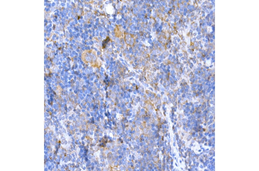 Immunohistochemistry - Anti-MAGED1/NRAGE Antibody (A13138) - Antibodies.com
