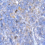 Immunohistochemistry - Anti-MAGED1/NRAGE Antibody (A13138) - Antibodies.com