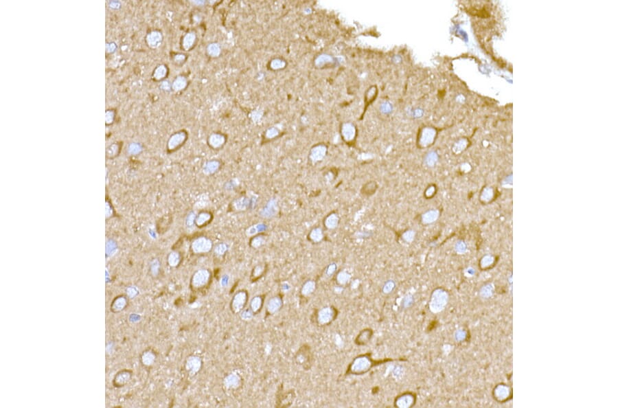 Immunohistochemistry - Anti-MAGED1/NRAGE Antibody (A13138) - Antibodies.com
