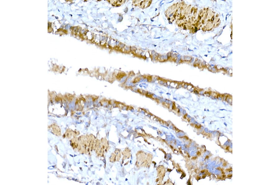 Immunohistochemistry - Anti-MAGED1/NRAGE Antibody (A13138) - Antibodies.com