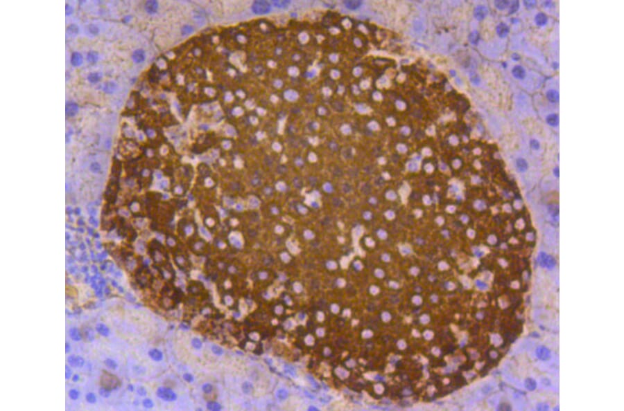 Immunohistochemistry - Anti-INS Antibody (A10922) - Antibodies.com