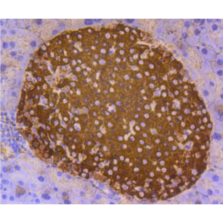 Immunohistochemistry - Anti-INS Antibody (A10922) - Antibodies.com