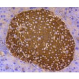 Immunohistochemistry - Anti-INS Antibody (A10922) - Antibodies.com