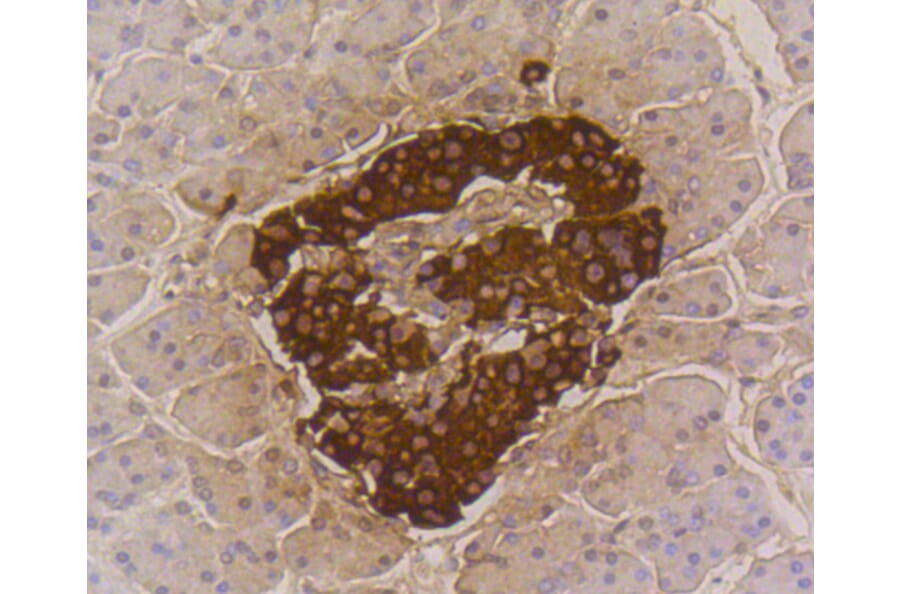 Immunohistochemistry - Anti-INS Antibody (A10922) - Antibodies.com