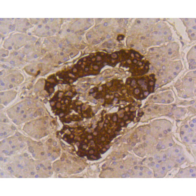 Immunohistochemistry - Anti-INS Antibody (A10922) - Antibodies.com
