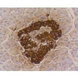 Immunohistochemistry - Anti-INS Antibody (A10922) - Antibodies.com