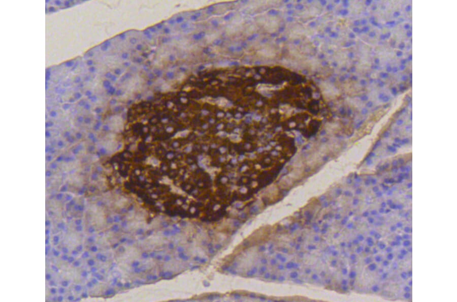 Immunohistochemistry - Anti-INS Antibody (A10922) - Antibodies.com