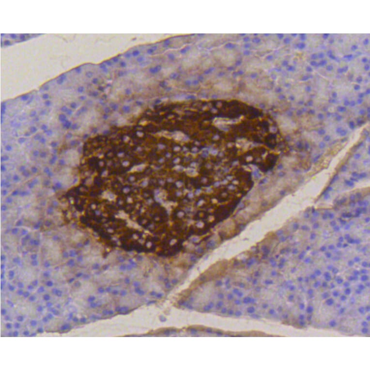 Immunohistochemistry - Anti-INS Antibody (A10922) - Antibodies.com