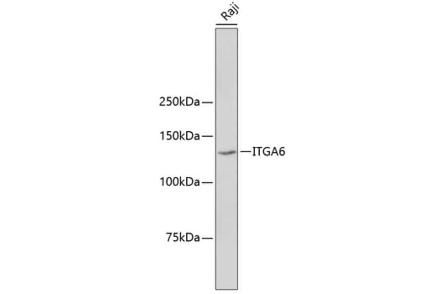 Western Blot - Anti-ITGA6 Antibody (A10924) - Antibodies.com