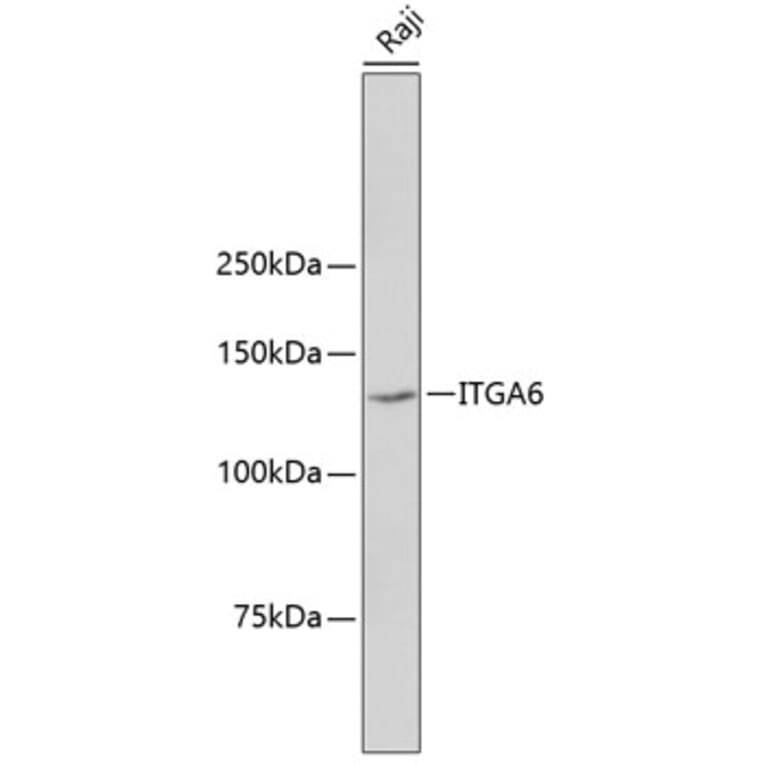 Western Blot - Anti-ITGA6 Antibody (A10924) - Antibodies.com