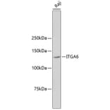 Western Blot - Anti-ITGA6 Antibody (A10924) - Antibodies.com