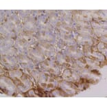 Immunohistochemistry - Anti-ITGA6 Antibody (A10924) - Antibodies.com