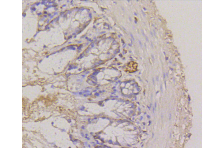 Immunohistochemistry - Anti-ITGA6 Antibody (A10924) - Antibodies.com