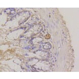Immunohistochemistry - Anti-ITGA6 Antibody (A10924) - Antibodies.com