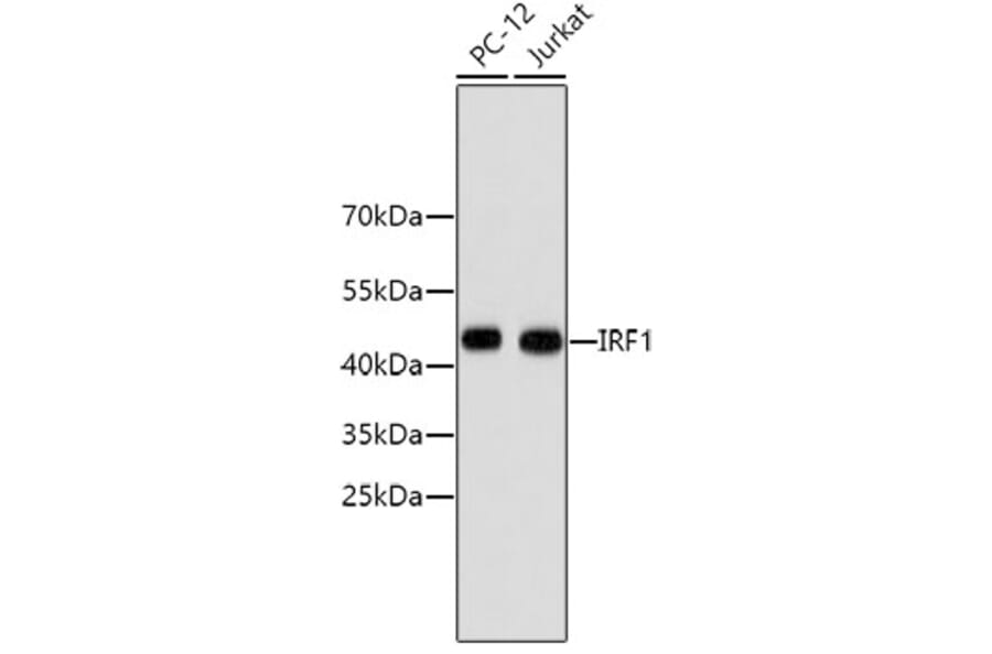 Western Blot - Anti-IRF1 Antibody (A10927) - Antibodies.com