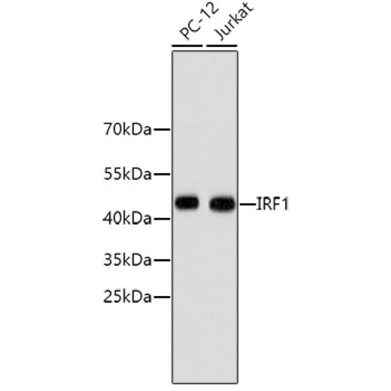 Western Blot - Anti-IRF1 Antibody (A10927) - Antibodies.com