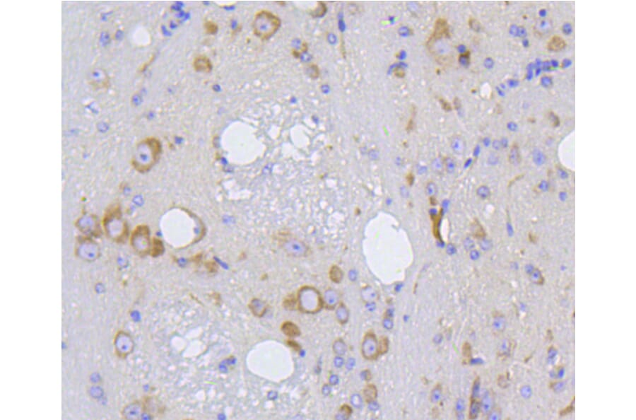 Immunohistochemistry - Anti-IRF1 Antibody (A10927) - Antibodies.com