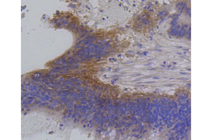 Immunohistochemistry - Anti-IRF1 Antibody (A10927) - Antibodies.com