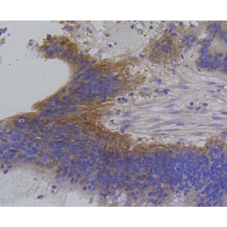 Immunohistochemistry - Anti-IRF1 Antibody (A10927) - Antibodies.com