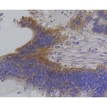 Immunohistochemistry - Anti-IRF1 Antibody (A10927) - Antibodies.com