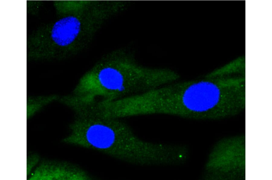 Immunofluorescence - Anti-IRF1 Antibody (A10927) - Antibodies.com