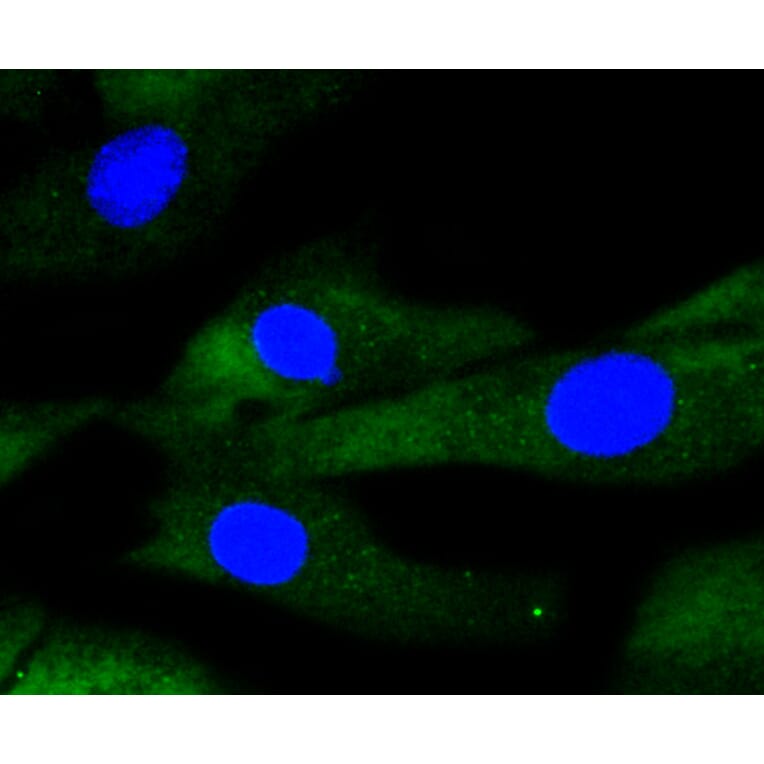 Immunofluorescence - Anti-IRF1 Antibody (A10927) - Antibodies.com