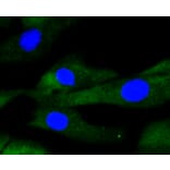 Immunofluorescence - Anti-IRF1 Antibody (A10927) - Antibodies.com