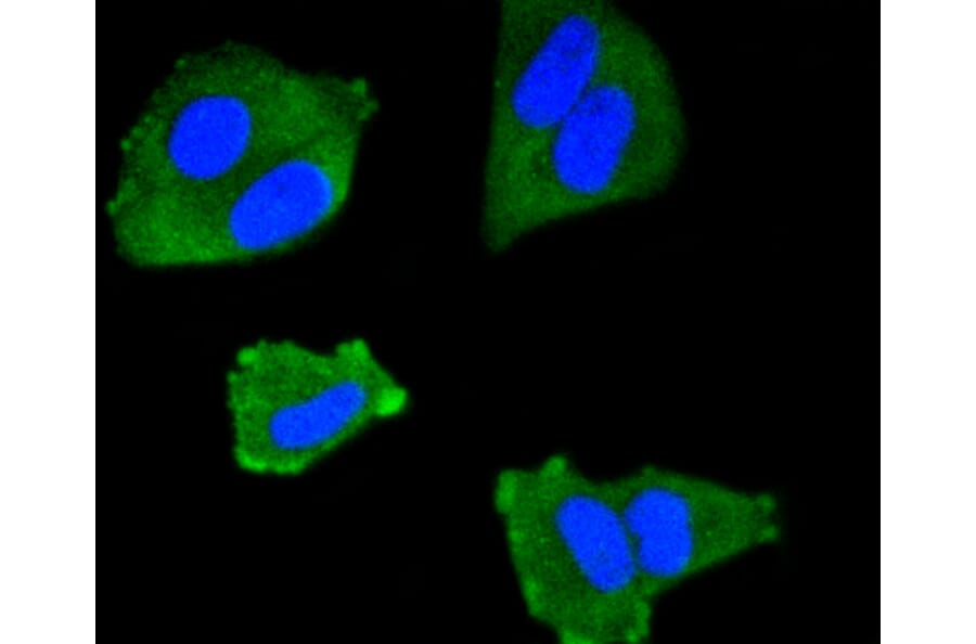 Immunofluorescence - Anti-IRF1 Antibody (A10927) - Antibodies.com