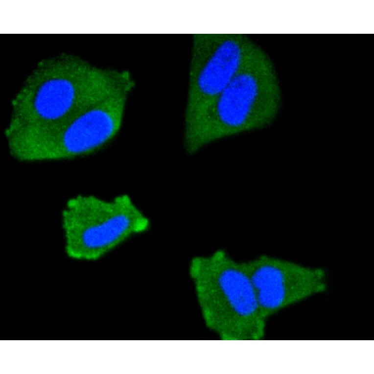 Immunofluorescence - Anti-IRF1 Antibody (A10927) - Antibodies.com