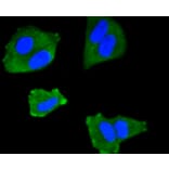 Immunofluorescence - Anti-IRF1 Antibody (A10927) - Antibodies.com
