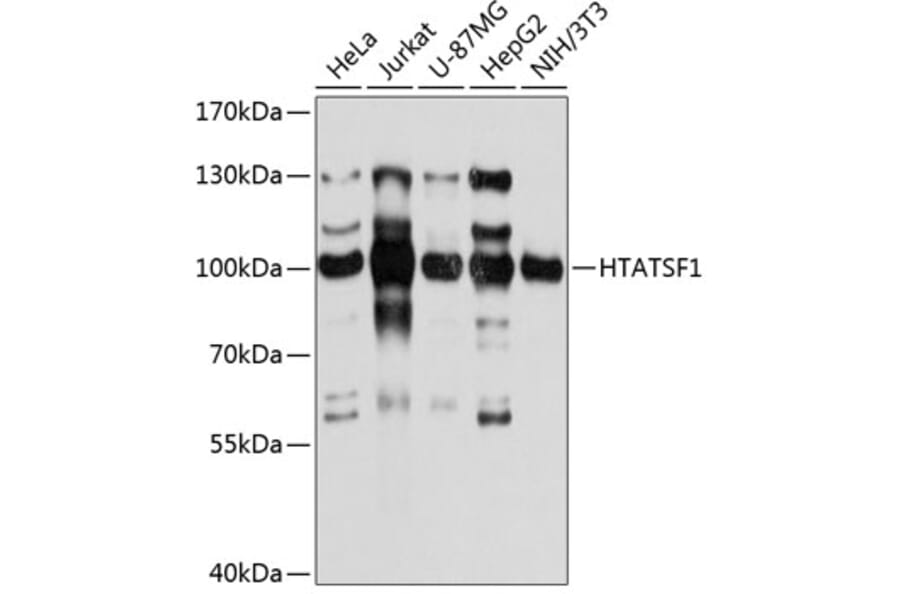 Western Blot - Anti-HTATSF1 Antibody (A10929) - Antibodies.com