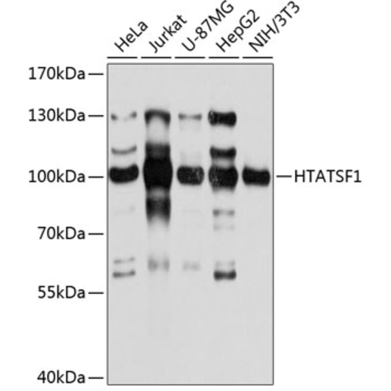 Western Blot - Anti-HTATSF1 Antibody (A10929) - Antibodies.com