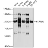 Western Blot - Anti-HTATSF1 Antibody (A10929) - Antibodies.com
