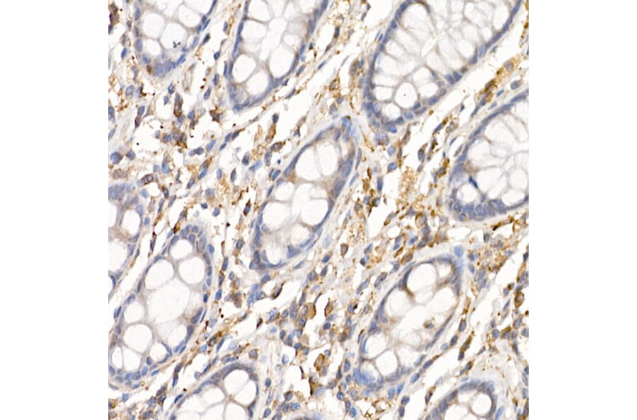 Immunohistochemistry - Anti-SF20 Antibody (A13145) - Antibodies.com