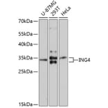 Western Blot - Anti-ING4 Antibody (A10932) - Antibodies.com