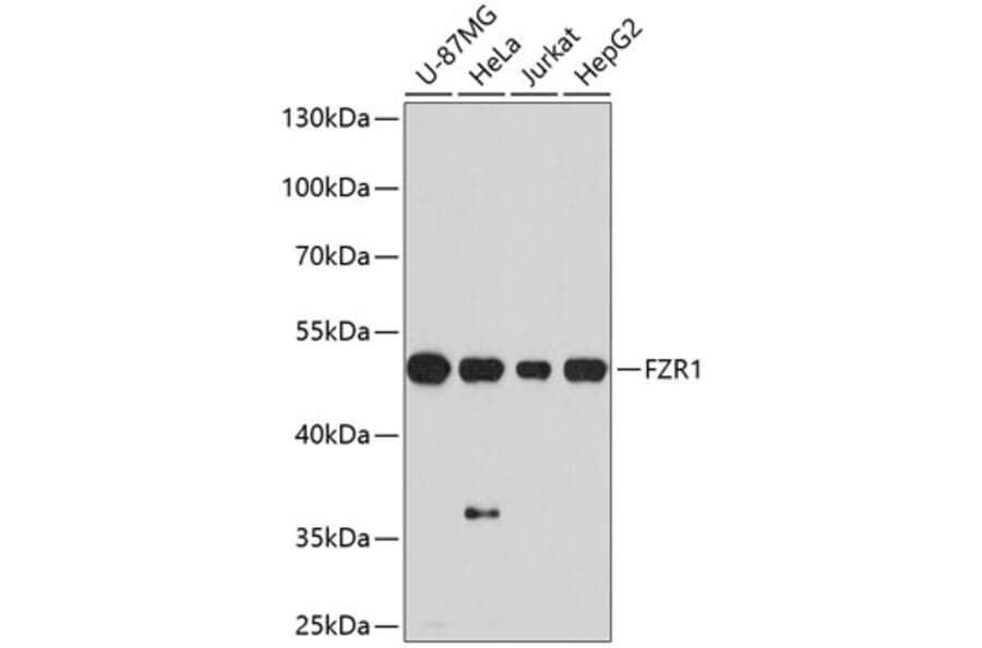 Western Blot - Anti-FZR1 Antibody (A10935) - Antibodies.com