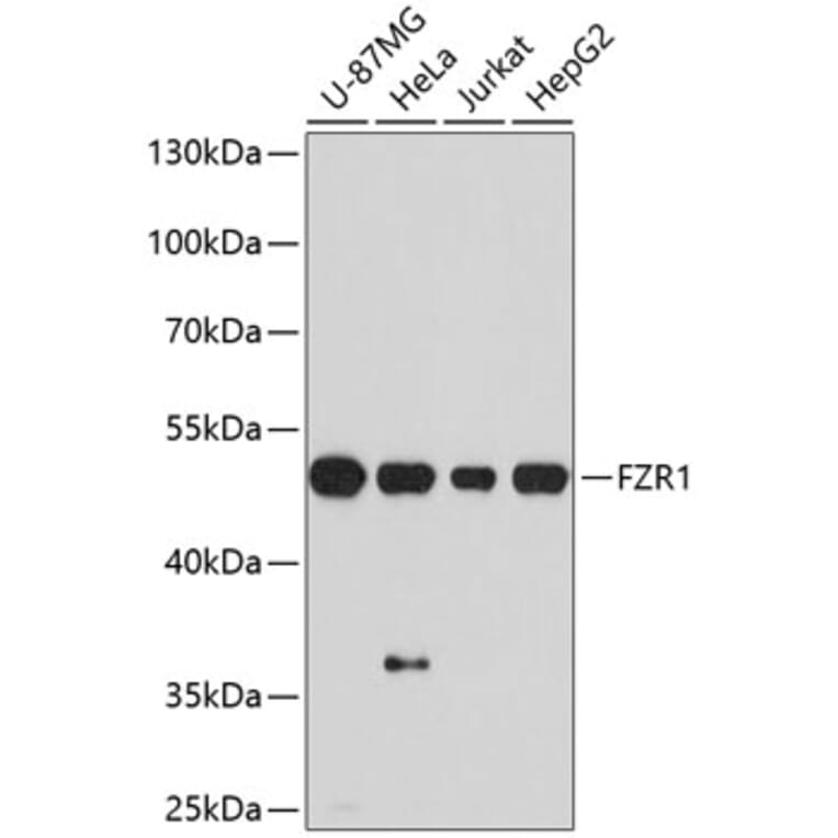 Western Blot - Anti-FZR1 Antibody (A10935) - Antibodies.com