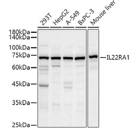 Western Blot - Anti-IL-22RA1 Antibody (A13154) - Antibodies.com