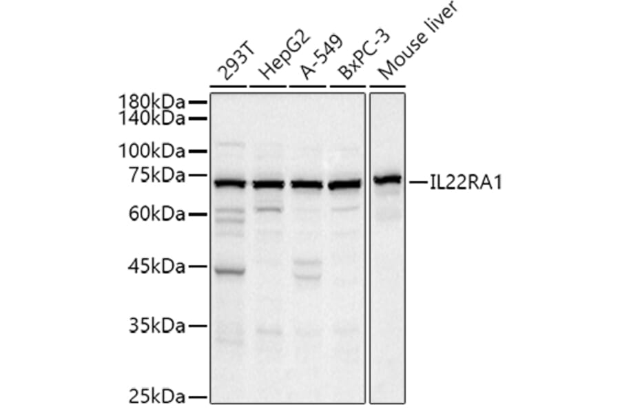 Western Blot - Anti-IL-22RA1 Antibody (A13154) - Antibodies.com