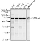 Western Blot - Anti-IL-22RA1 Antibody (A13154) - Antibodies.com