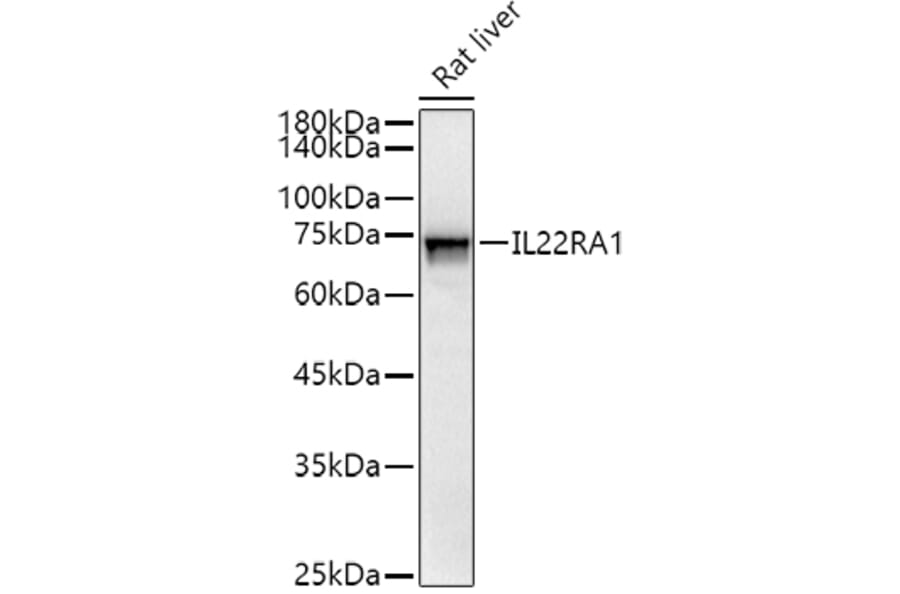 Western Blot - Anti-IL-22RA1 Antibody (A13154) - Antibodies.com