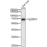 Western Blot - Anti-IL-22RA1 Antibody (A13154) - Antibodies.com
