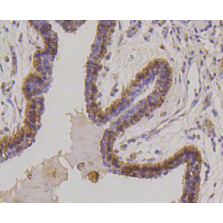 Immunohistochemistry - Anti-KRT17 Antibody (A10942) - Antibodies.com