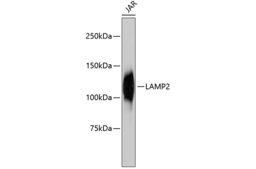 Western Blot - Anti-LAMP2 Antibody (A10954) - Antibodies.com