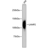 Western Blot - Anti-LAMP2 Antibody (A10954) - Antibodies.com