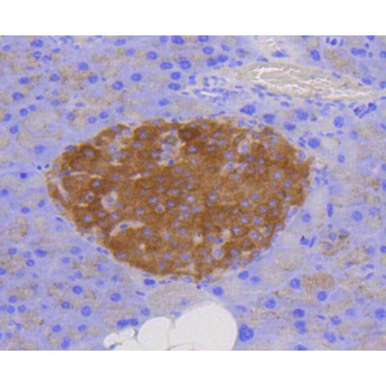 Immunohistochemistry - Anti-LAMP2 Antibody (A10954) - Antibodies.com