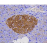Immunohistochemistry - Anti-LAMP2 Antibody (A10954) - Antibodies.com